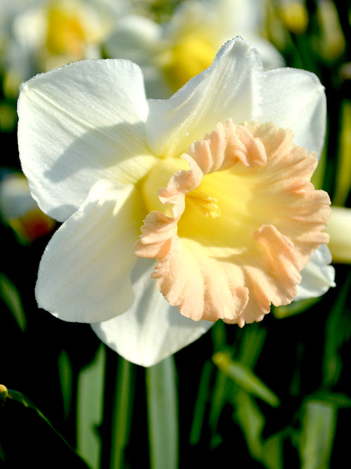 Daffodil British Gamble - Huge Blooms