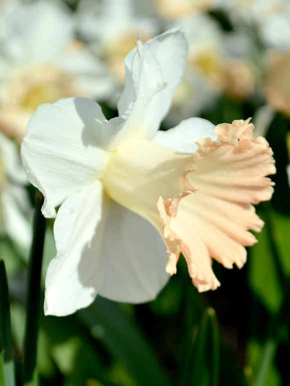 Daffodil British Gamble - Huge Blooms DutchGrown