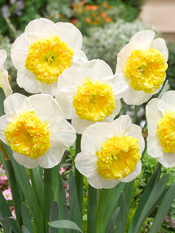 Daffodil Can Can Girl, white with yellow frilled cup