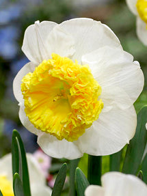 Daffodil Can Can Girl