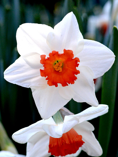 Daffodil Decoy USA red and white daffodil