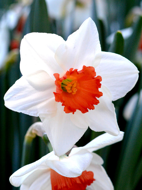 Daffodil Decoy USA white red narcissus