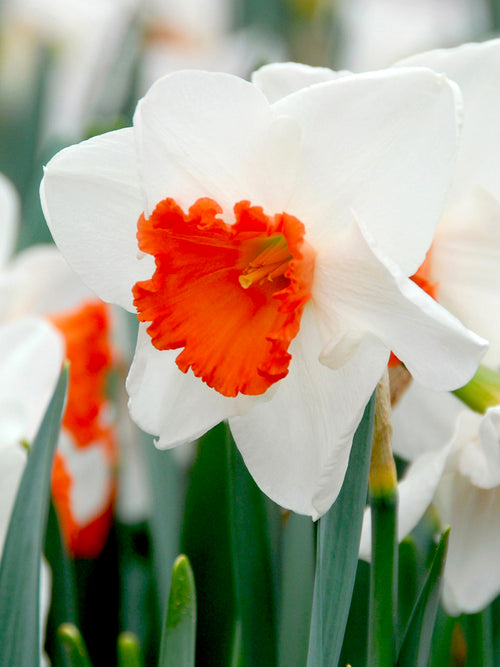 daffodil decoy white and red spring flower