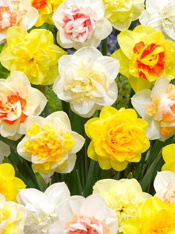 Daffodil Double Mix Landscaper Special