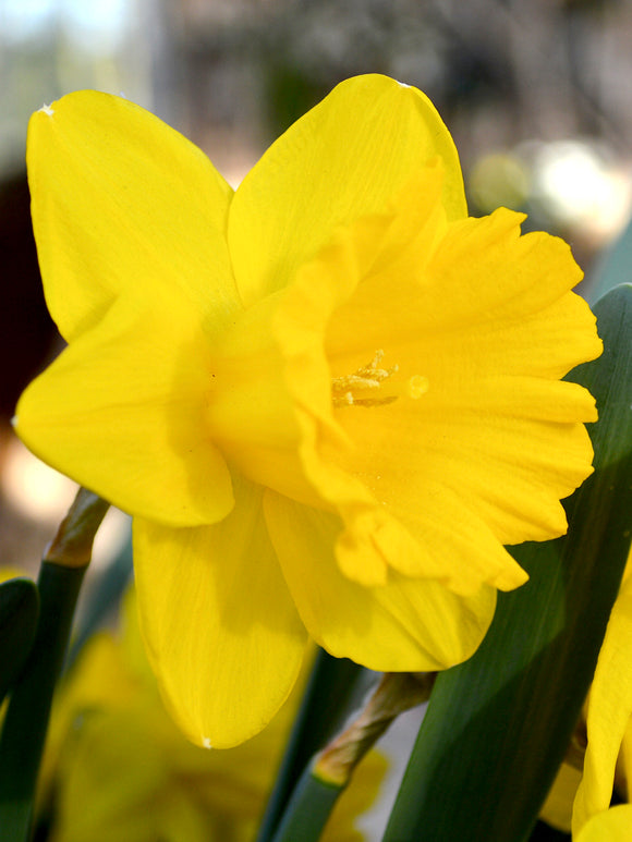 Daffodil Dutch Master Bulbs