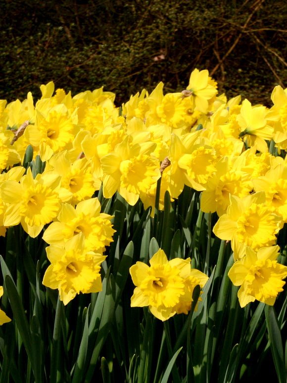 Daffodils Dutch Master