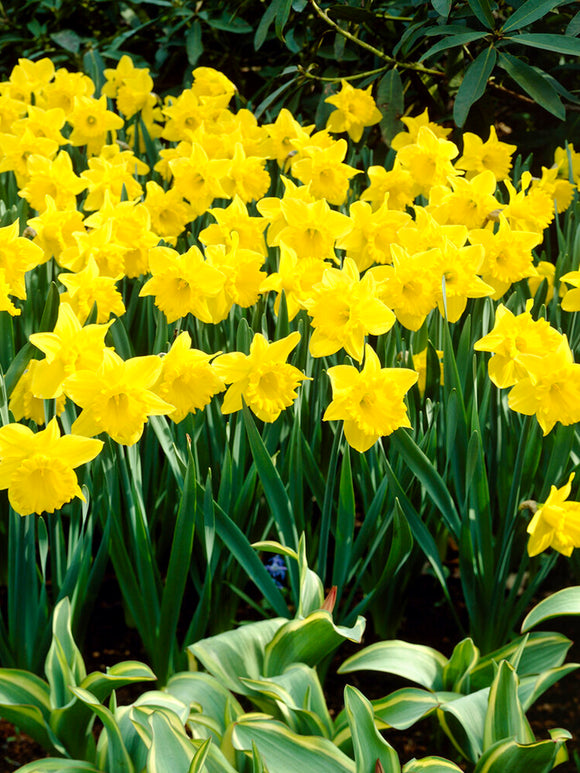 Daffodil Dutch Master Landscaper Special