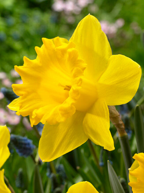 Daffodil Dutch Master Landscaper Special (King Alfred)