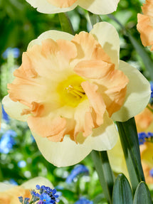 Daffodil Easter Party