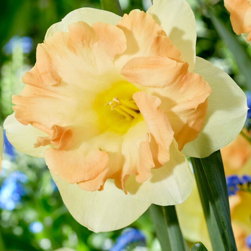 Daffodil Easter Party