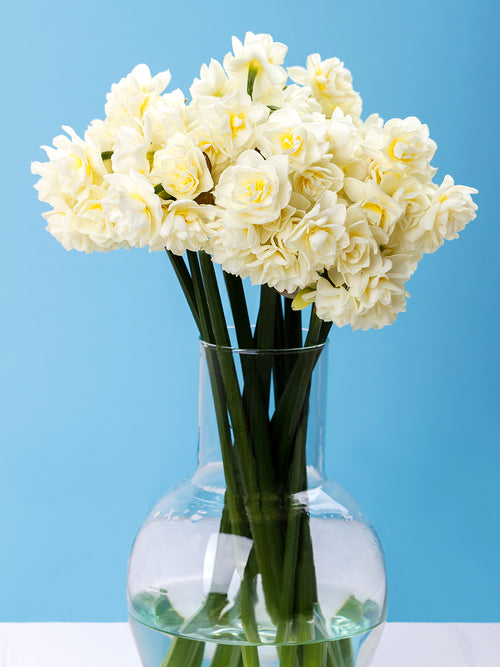 Daffodil Bulbs Erlicheer in vase