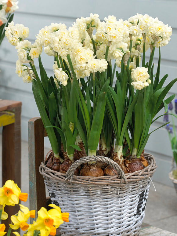 Daffodil Bulbs Erlicheer in container 