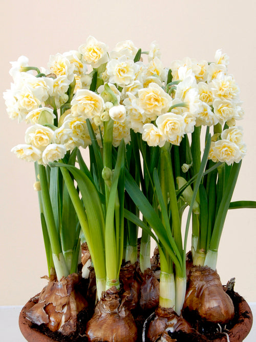 Daffodil Erlicheer