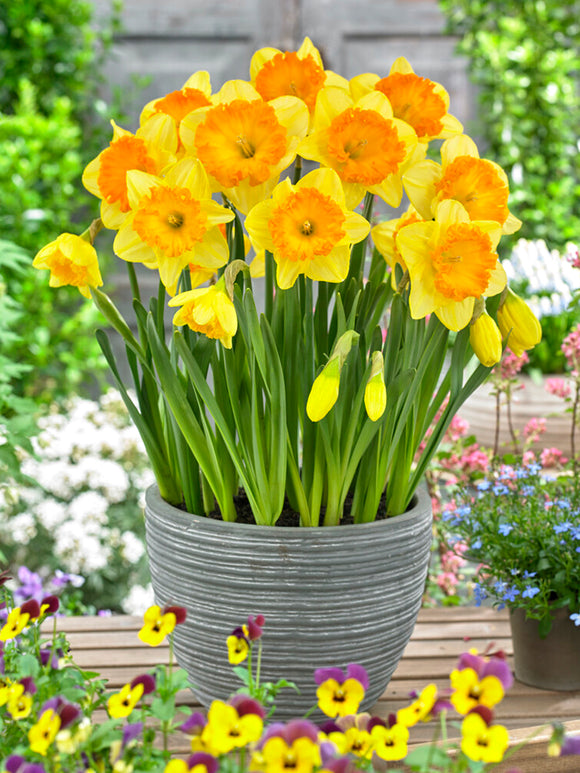 Narcissus Ferris Wheel planted in container