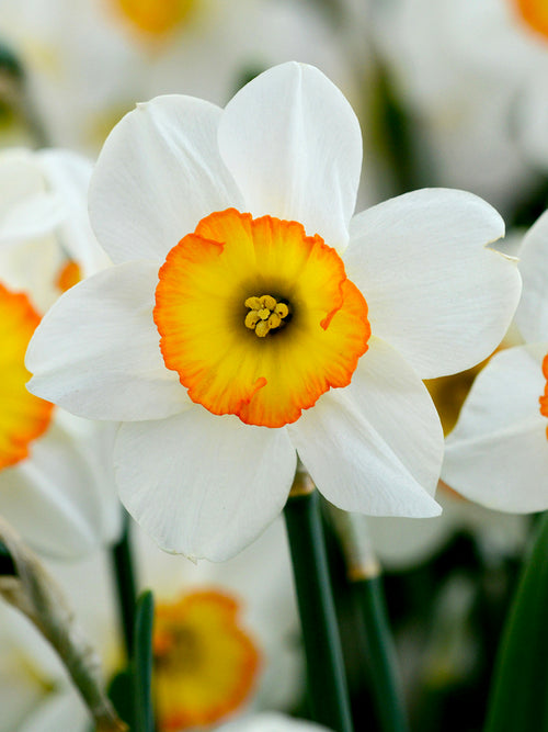 Flower Record Daffodil Bulbs
