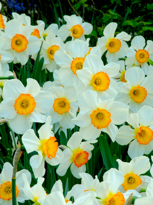 Flower Record Daffodils