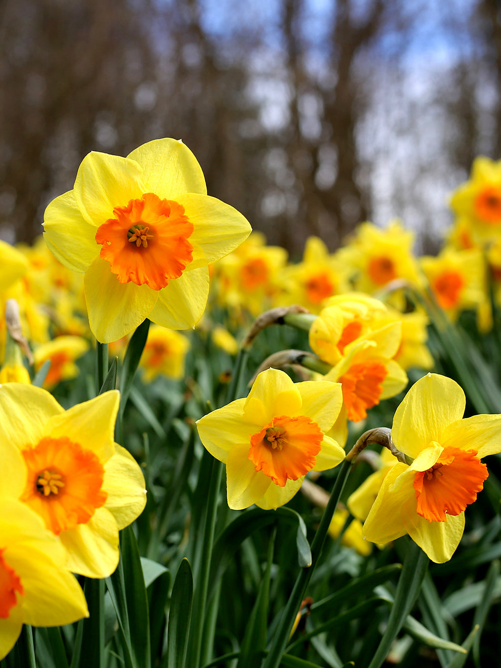 Daffodil Raspberry Daffodil Flower