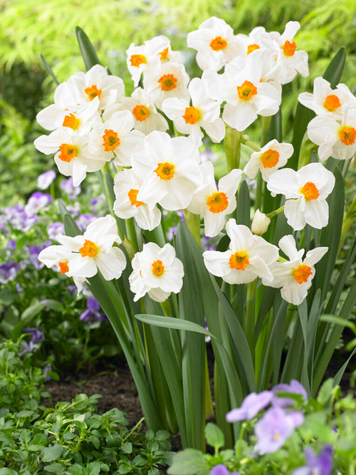 DutchGrown Daffodil Geranium Bulbs