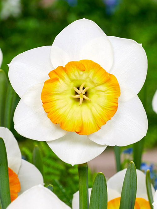 Daffodil Happy Smiles, White, Yellow and Orange Large Cup Narcissus