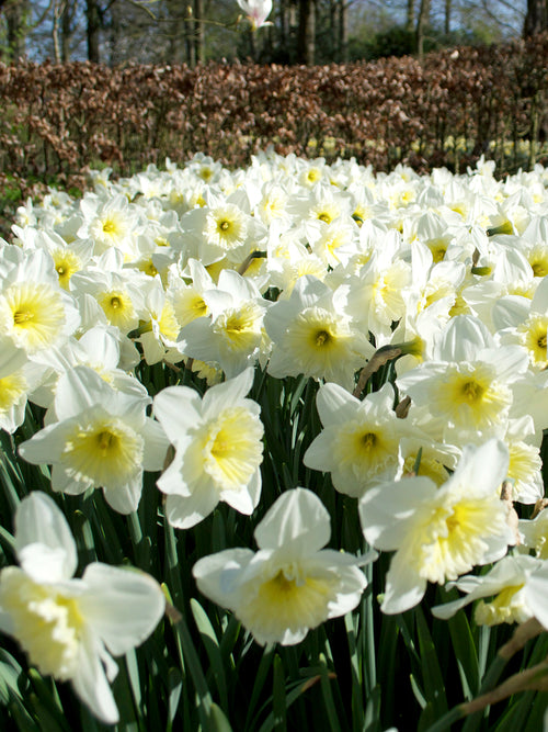 Daffodil Ice Follies Bulbs