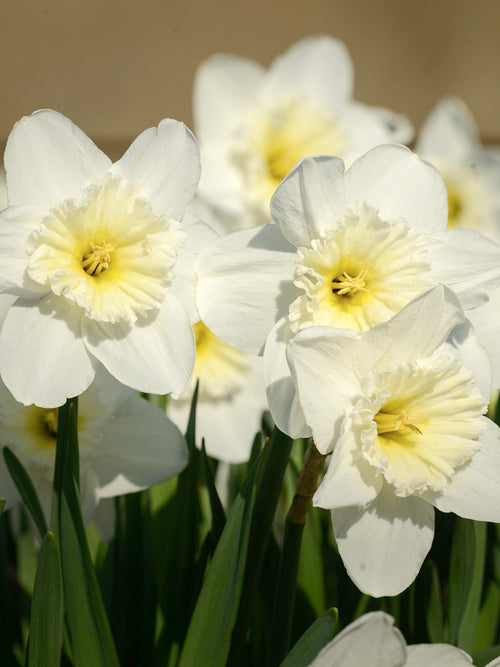 Daffodil Ice Follies Landscaper Special