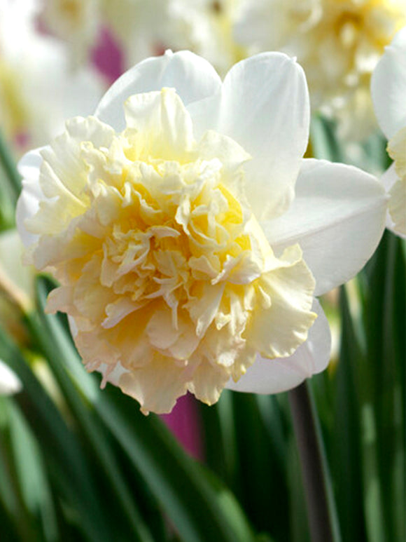 Daffodil Ice King Double flowers