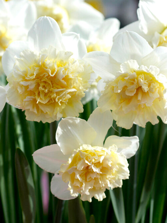 Daffodil Ice King in group