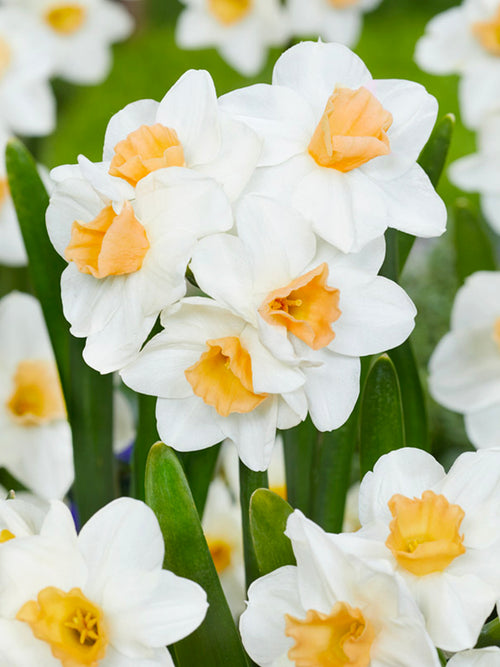 Daffodil Kapiti Peach Salmon Peach Flower Bulbs