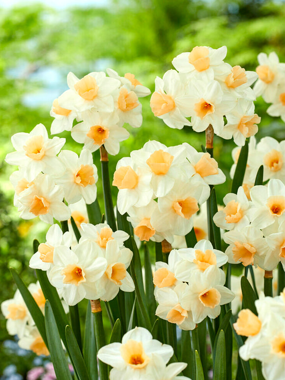 Daffodil Kapiti Peach Flower Bulbs
