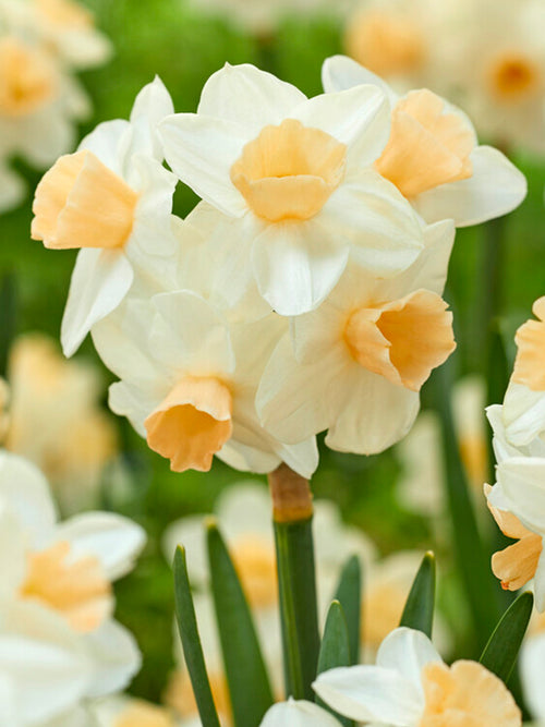 Daffodil Kapiti Peach