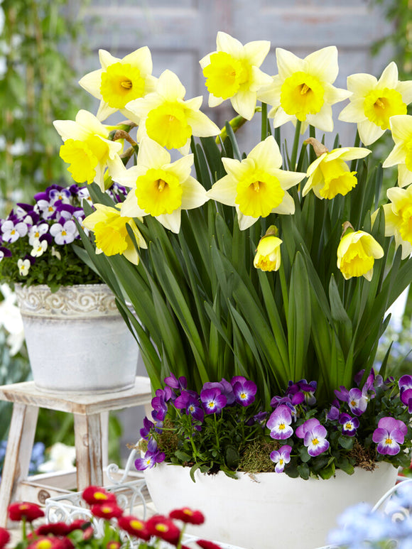 Daffodil Las Vegas blooming in pot