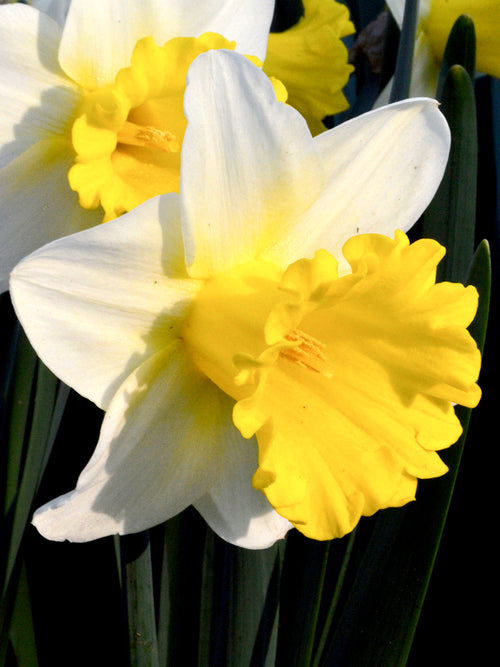 Daffodil Las Vegas