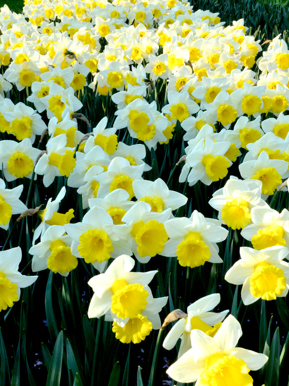 Daffodil Bulbs Las Vegas white and yellow spring flower