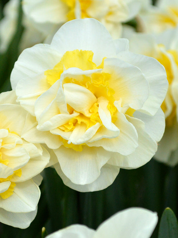 Narcissus Lingerie