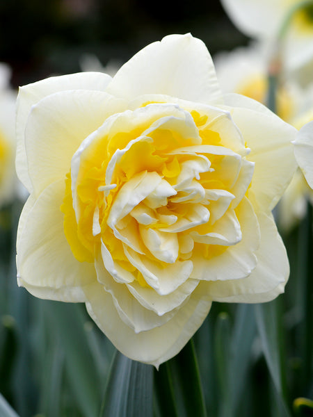 Daffodil_Lingerie-4_grande.jpg