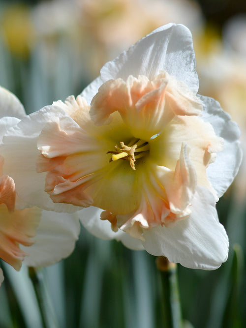 Daffodil Mallee