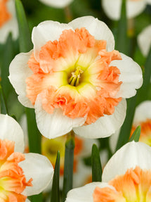 Daffodil Mallee