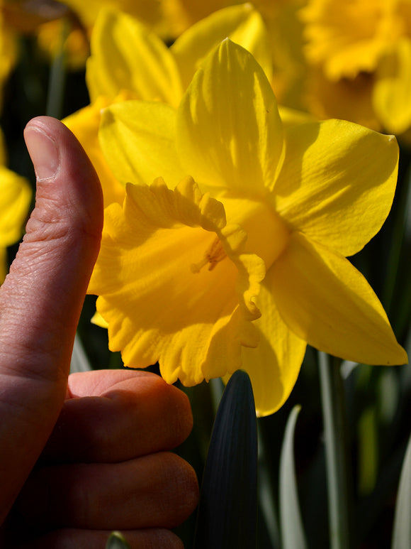 Daffodils Marieke bulbs for fall planting