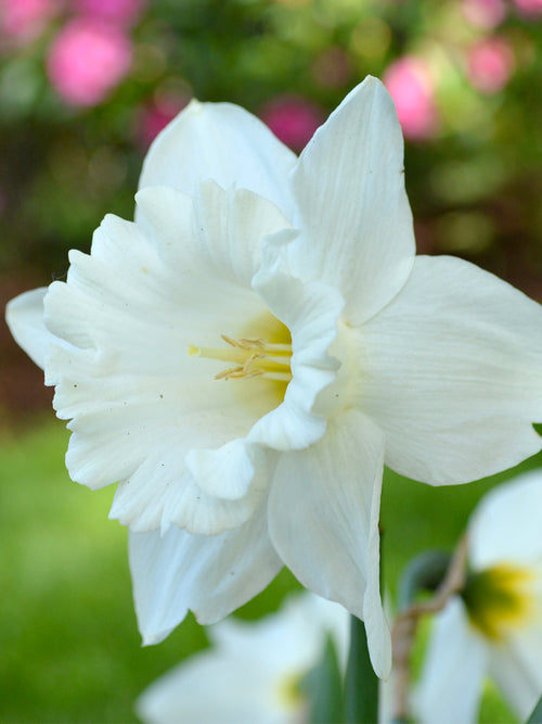 Daffodil Mount Hood