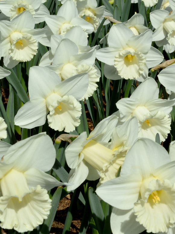 Daffodil Mount Hood spring flowers