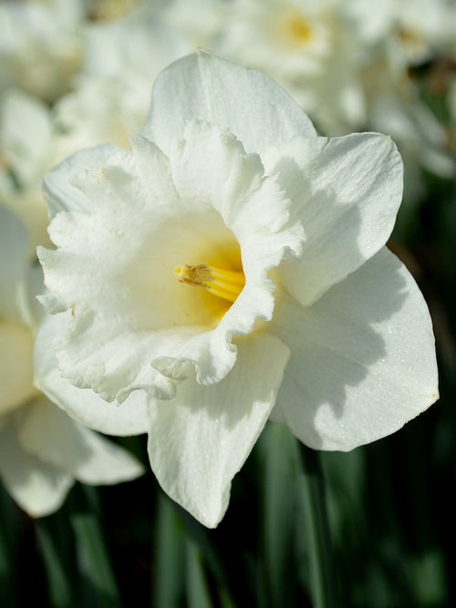 Daffodil Mount Hood - White Trumpet Narcissus Bulbs