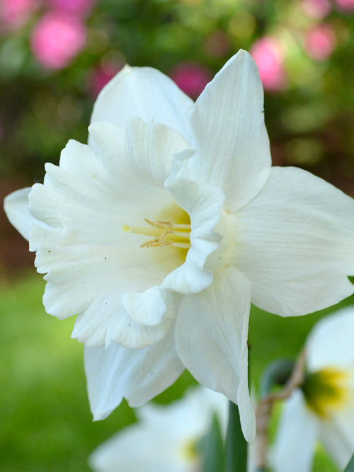 Daffodil Mount Hood Great For Naturalizing Landscapers Favorite