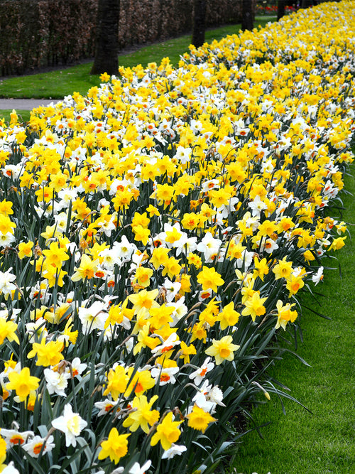 Daffodil Naturalizing Landscaper Mix DutchGrown