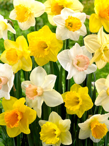 Daffodil Naturalizing Landscaper Mix