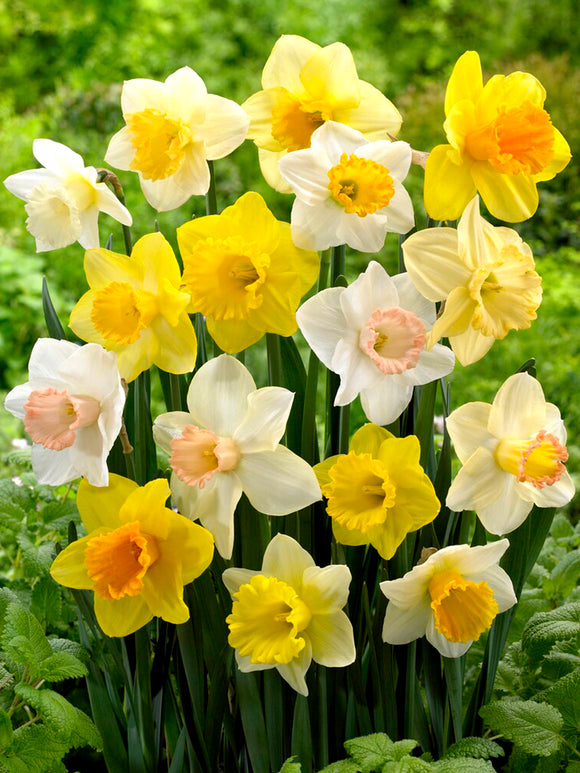 Mixed Colored Daffodils