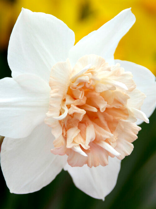 Daffodil Petit Four - Pink, Peach and Salmon Daffodil DutchGrown