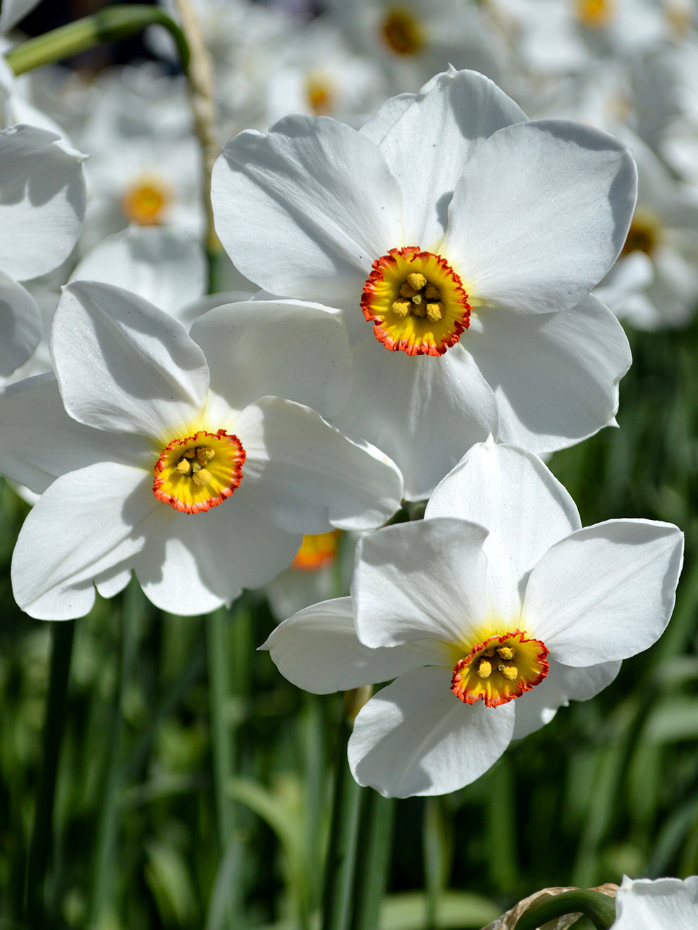 DutchGrown Daffodil Pheasant's Eye - Thumbnail 2