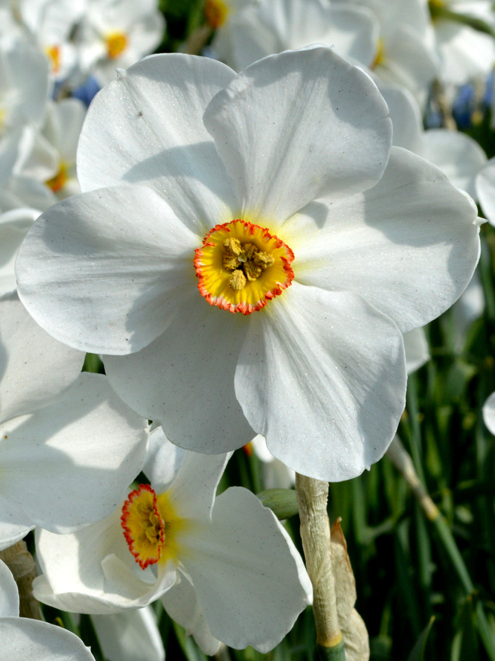 DutchGrown Daffodil Pheasant's Eye