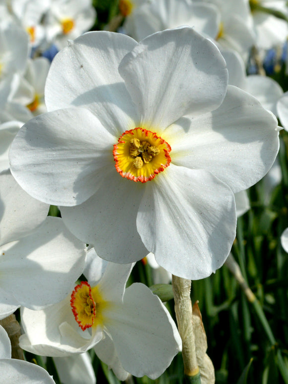 Daffodil Bulbs Pheasant's Eye