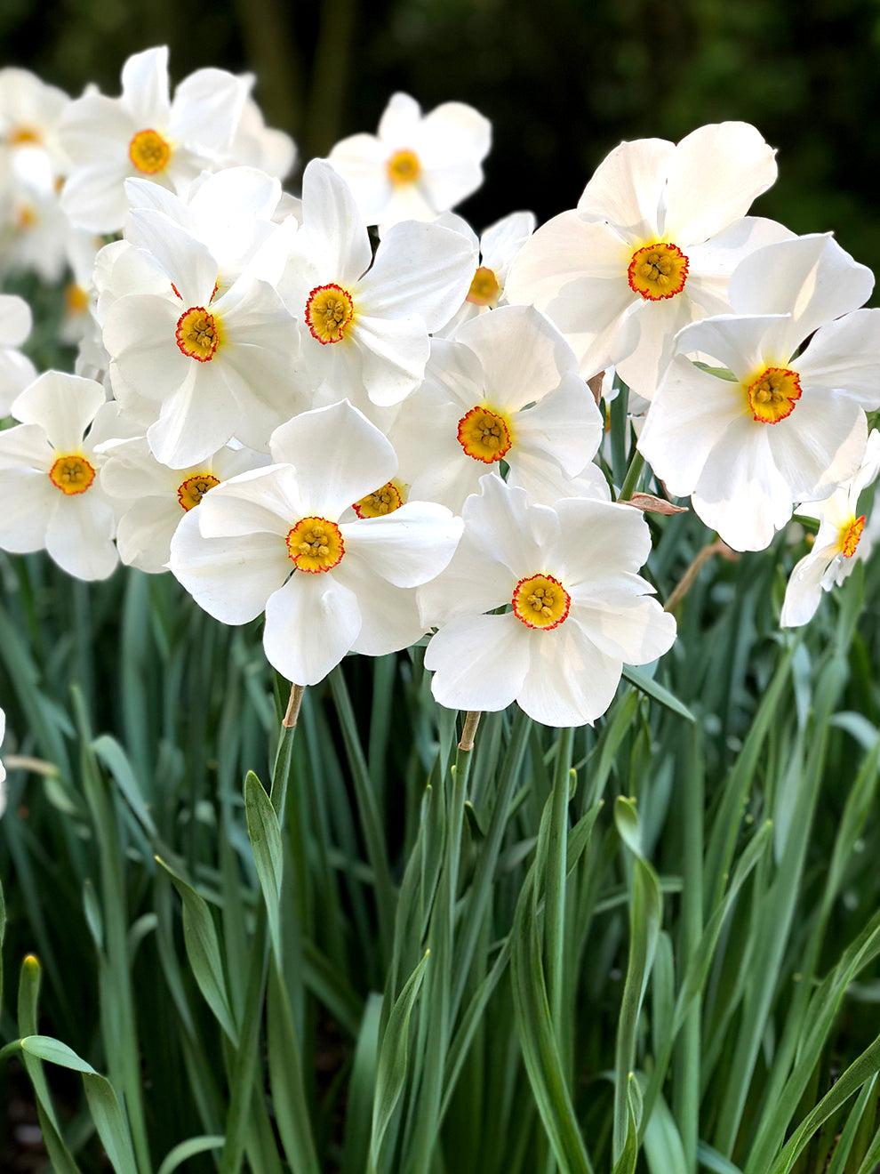 DutchGrown Daffodil Pheasant's Eye - Thumbnail 3